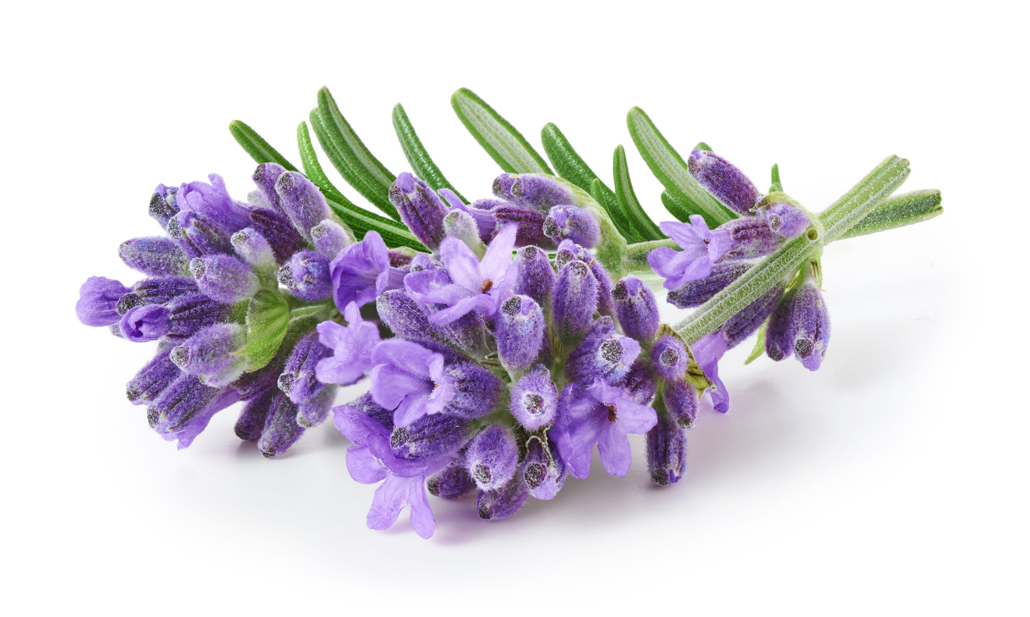 Primavera Fine Lavender Essential Oil, organic - Ecco Verde Online Shop