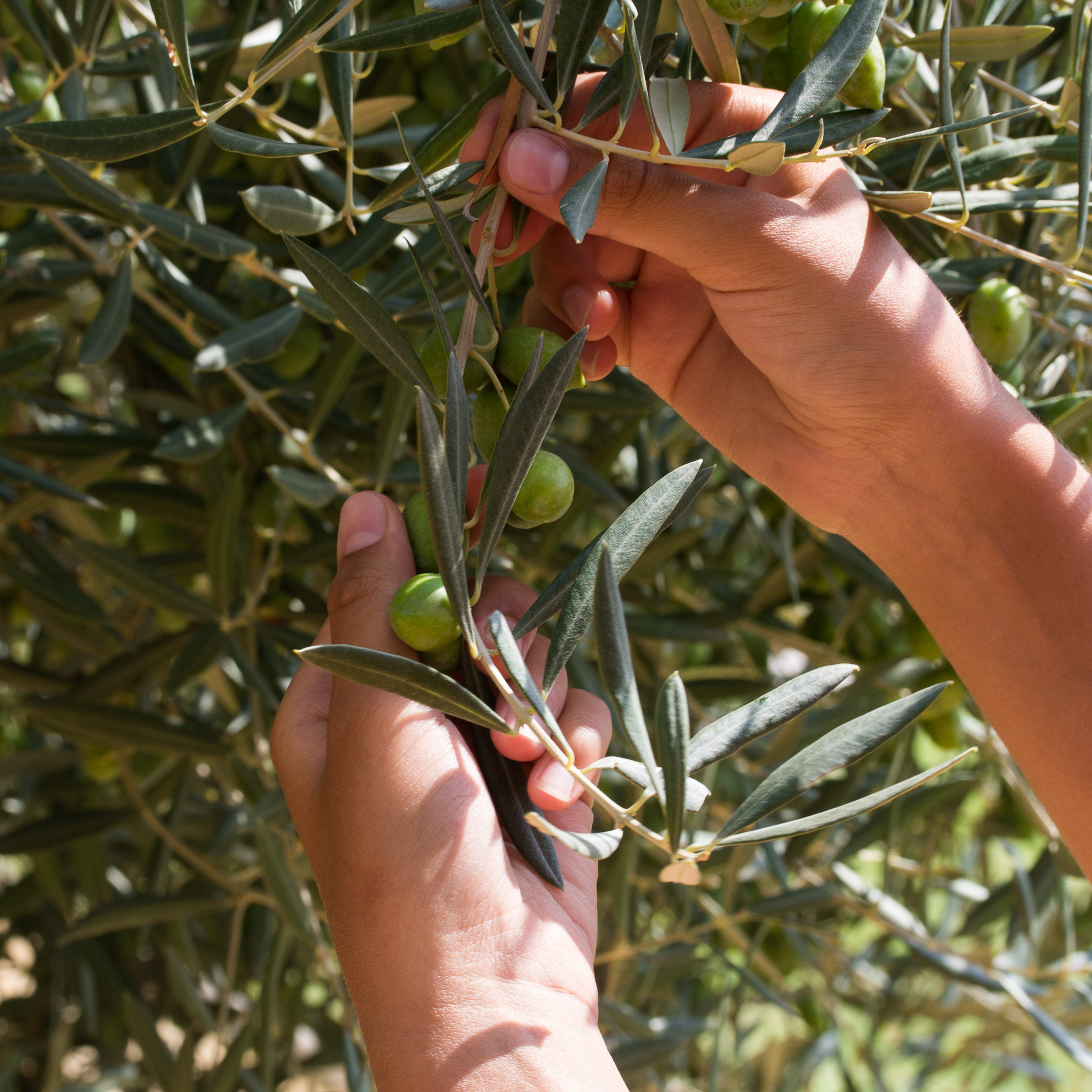Extra Virgin Olive Oil bulk 1000lt IBC - harvestingplants
